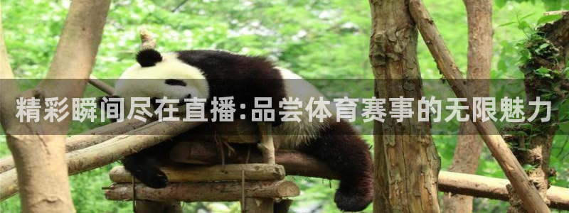 精彩瞬间尽在直播:品尝体育赛事的无限魅力
