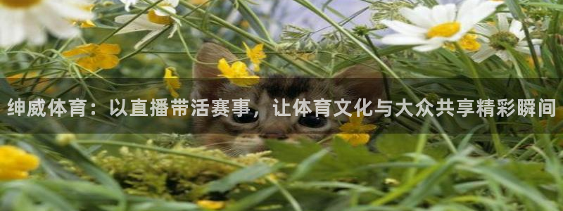 绅威体育：以直播带活赛事，让体育文化与大众共享精彩瞬间
